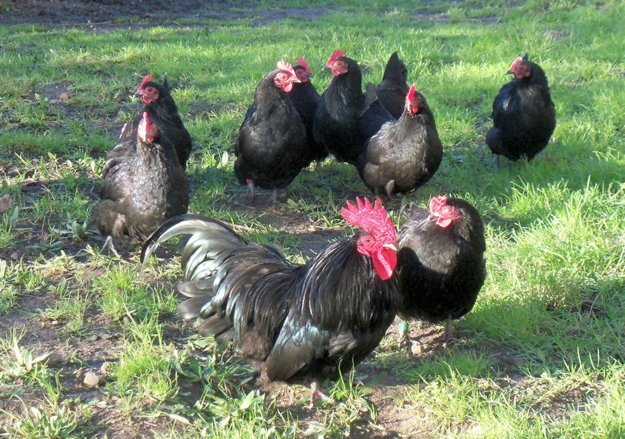 Black bantams